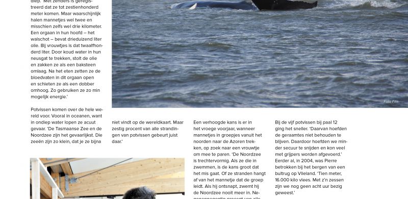 Walvissen mogelijk van slag door zonne-uitbarsting